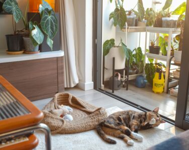 Приватизація житла (квартири)